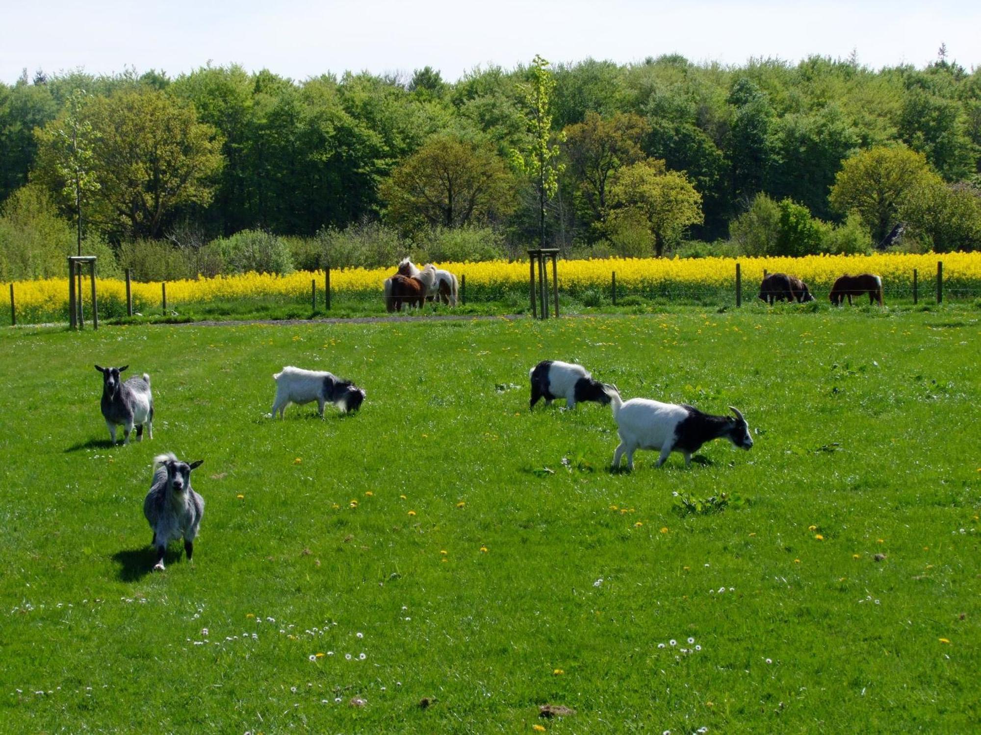 Ferienwohnungen Auf Dem Ferienhof Sell Stoltebull Экстерьер фото